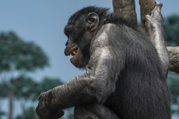 Bonobos 1