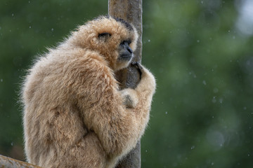 Gibbon 1