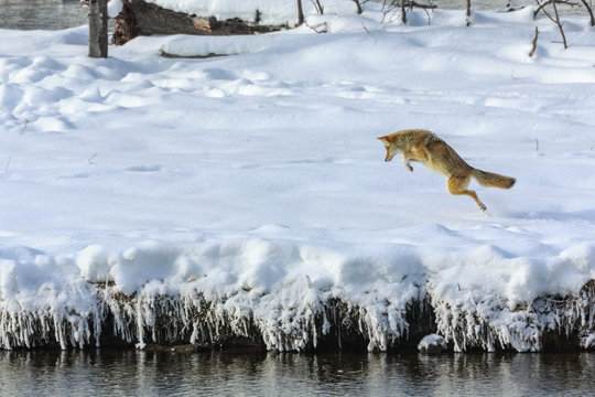 Wild Coyote Hunting For Mice