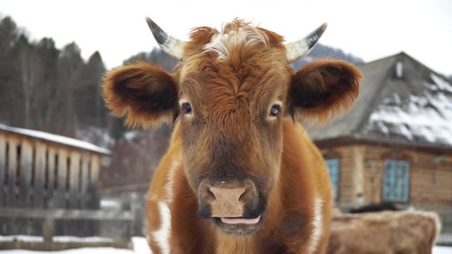 Female Dairy Cow In A Countryside Feeding