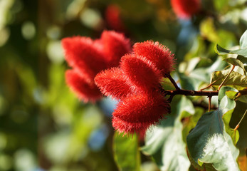  Lipstick plant (Bixa orellana), Achiote, or Annatto    