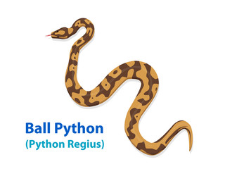Naklejka premium Realistyczny wąż Ball Python w widoku z góry sztuka wektorowa