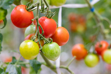 トマト農家のビニールハウス