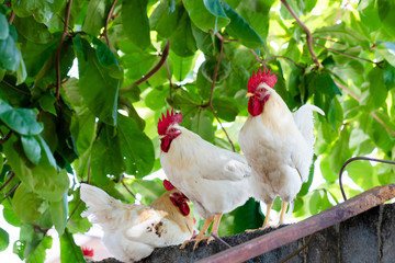 White chicken stand on a wall background of green leaves.