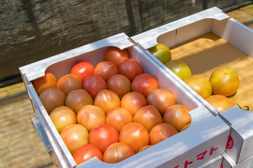 トマト農家　出荷前のトマト