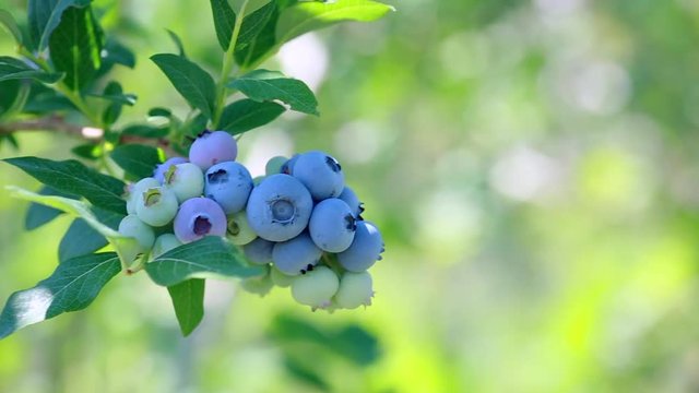 Plantations of blueberries during harvest. Shallow depth of field. Close-up. 