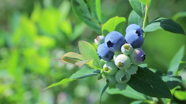 Plantations of blueberries during harvest. Shallow depth of field. Close-up. 