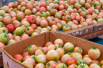 トマト農家　収穫後の大量のトマト