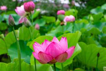 Obraz premium 静岡県伊豆の国市 正連寺の蓮の花