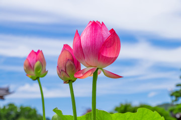 静岡県伊豆の国市　成福寺の蓮の花