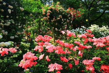 花巻温泉　バラ園
