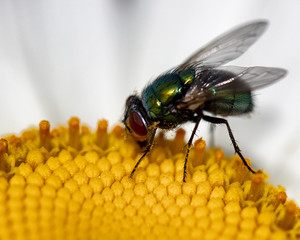 Fly in a Daisy