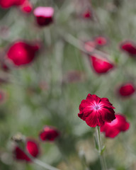 Poppies