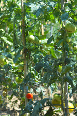 Tomato bushes with a single red tomato.