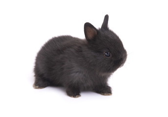Cute netherland dwarf baby rabbit on white background.
