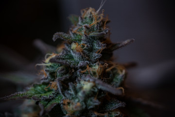 Cannabis Flowers