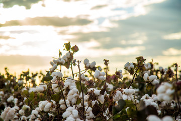Cotton field plantation texture background