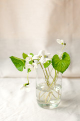 Bouquet of whitebells flower in a glass vase. Snowdrop violet still life. Floral decoration. Spring and summer time minimal close up