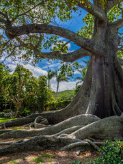 Giant Kapok Tree
