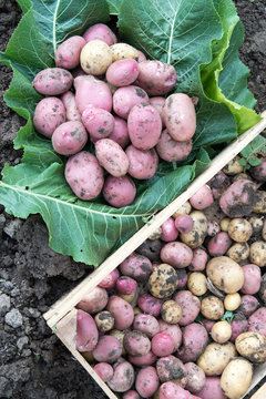 First harvest of pink young potatoes is collected in garden. Wooden box for vegetables, horseradish leaves, bush, roots. Close-up view. Concept of ecological nutrition, biological, vegetarian style