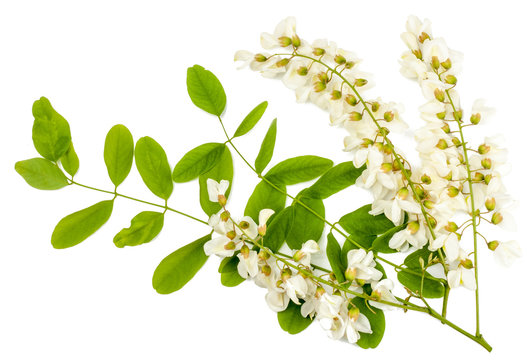 Acacia flowers isolated on white