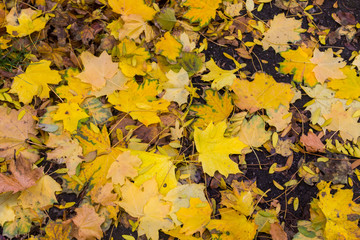 Background of autumn colorful leaves