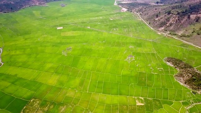 aerial large rice fields situated between hills 