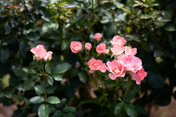 ピンク色のばら「ジャルダンドゥフランス」