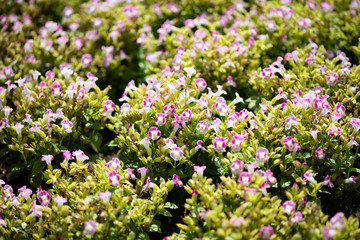 ピンク色のトレニアの花