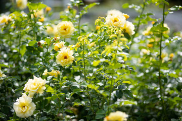 黄色いばら「エバーゴールド」の花