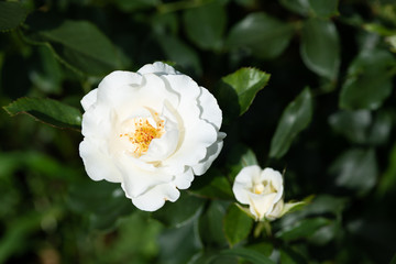 Fototapeta premium 白いばら「ホワイトマジック」の花のアップ