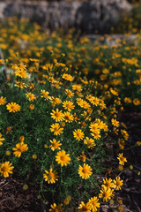 Collection of Yellow 2