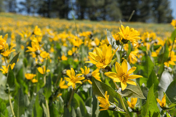 Close view of wild Mules Ears (Wyethia amplexicaulis) wildflowers blooming en masse on a hillside in the Blue Mountains of northeast Oregon