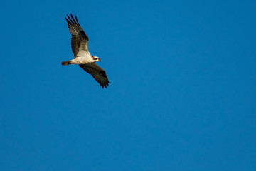Osprey