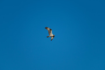 Osprey