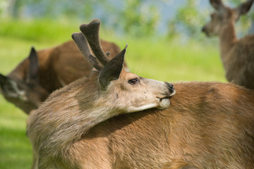 Mule Deer buck in velvet (Odocoileus hemionus) grooming himself