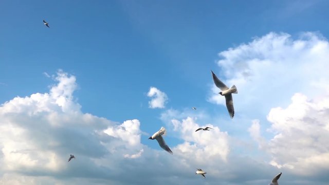 A flock of seagulls flies against the beautiful cloudy sky, slow motion