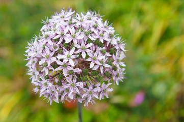 Allium tel-aviv pink round plant