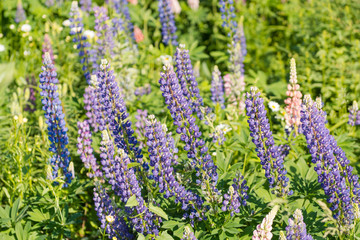 Flower bed with flowers. Flowers in the garden.