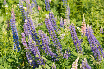 Obraz premium Flower bed with flowers. Flowers in the garden.