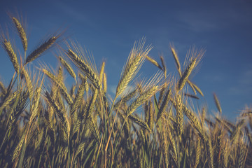 Green wheat field in sunny sommer day.