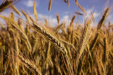 Fototapeta premium Green wheat field in sunny sommer day.