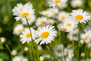 Fototapeta premium Camomile close-up. White flowers. Camomile field