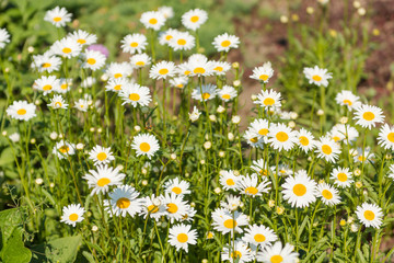Fototapeta premium Camomile close-up. White flowers. Camomile field