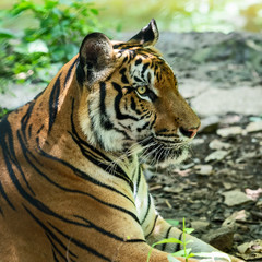 Close up tiger.