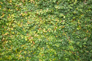 Green ivy wall