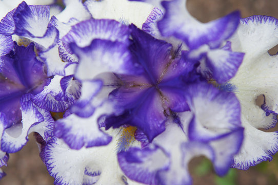Bearded Iris white and violet flower head close up