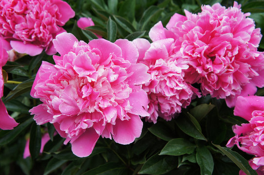 Fototapeta Peony or paeonia lactiflora pink many flowers with green