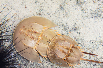 Horshoe crab.