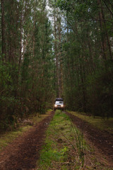 4x4 car in a deep forest © gillianvann